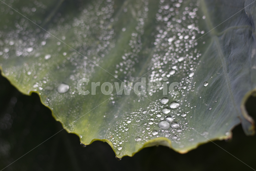 leaf,잎,plant,식물,droplet,작은물방울,식물,자연,plants,nature