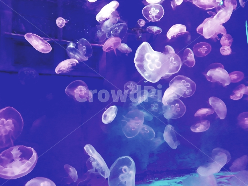 수족관,바다생물,해파리,sealife,무척추동물,해양생물,animal,동물,invertebrate,패턴,보라빛