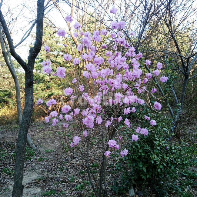 진달래,진달래꽃,봄,봄꽃,꽃나무,계절,식물,자연,꽃,연분홍,분홍,산,3월,만산홍,옥외,plants,nature,flower,plant,spring,springseason,blossom,koreanrosebay,outdoors