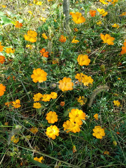 코스모스,꽃,가을꽃,commoncosmos,추영,길국화,식물,plant,식물,자연,plants,nature,꽃,flower