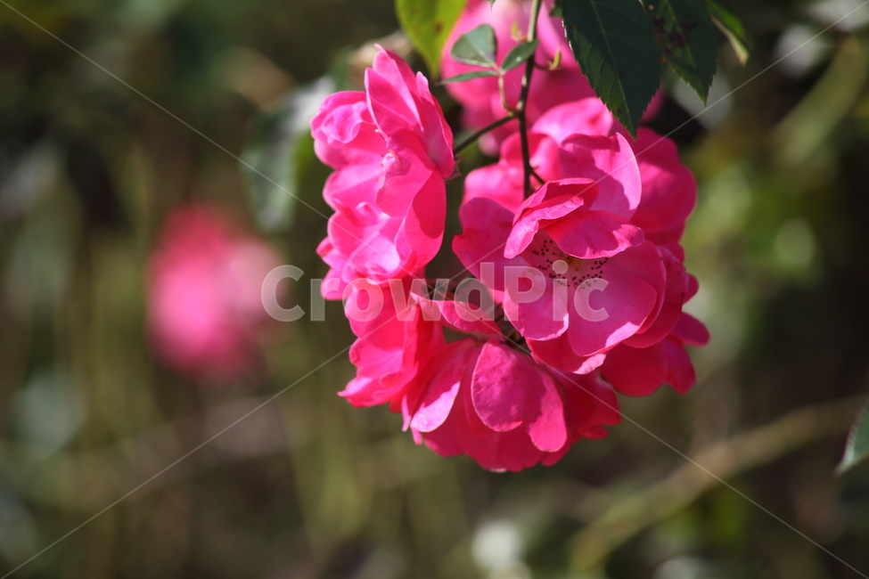 장미,꽃,식물,정원수,rose,식물,자연,plants,nature,꽃,flower