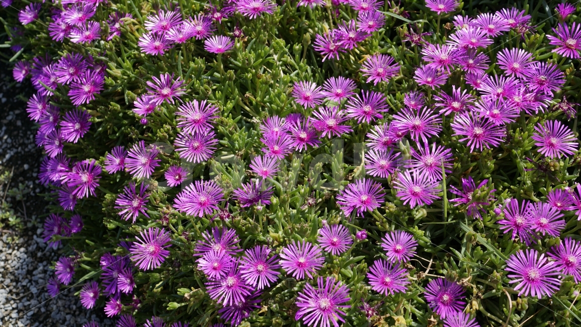 채송화,꽃,플라워,식물,자연,여름,울릉도,예쁜,예쁘다,아름다운,아름답다,flower,nature,꽃사진,감성,감성사진,힐링,힐링사진,여름꽃,꽃밭,식물,자연,plants,nature,꽃,flower