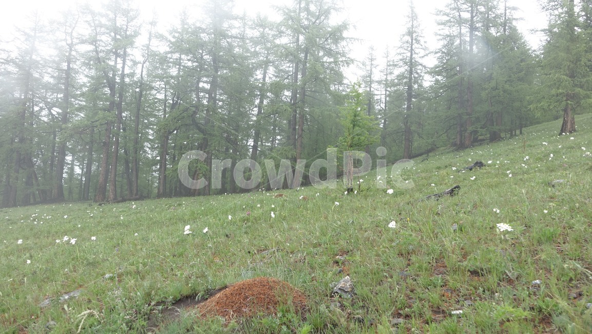 숲,forest,nature,자연,tree,나무,fog,안개,초원,hill,slope