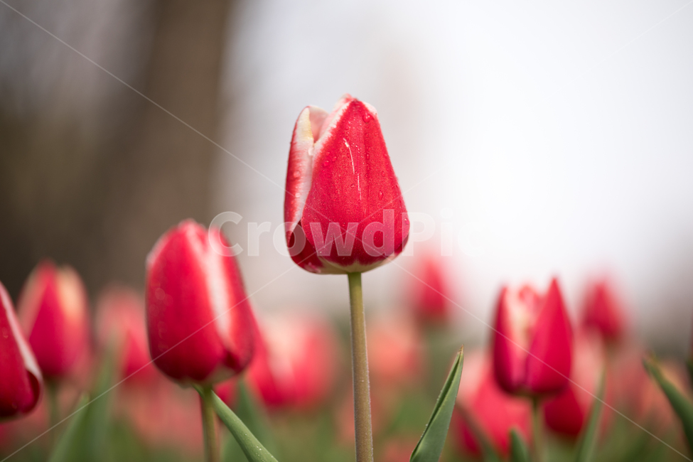 튤립,꽃,봄,봄꽃,식물,야외,실외,도심공원,봄,계절,spring,season,식물,자연,plants,nature,꽃,flower,plant,blossom