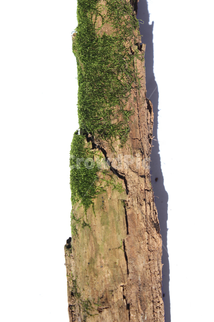 bark,branch,branchesmoss,brown,closeup,detail,dry,green,moss,natural,nature,piece,plant,tree,wood,wooden,이끼,그린,녹색,나뭇가지,오래된,자연,식물,나무,우드,건조한,마른,가지,풀,이끼풀,흰배경,클로즈업,갈색,브라운,식물,자연,plants,nature,나무,trees,wood