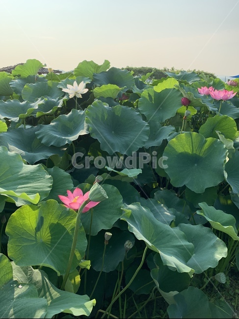 plant,식물,geranium,제라늄,flower,blossom,꽃,연꽃,연꽃잎