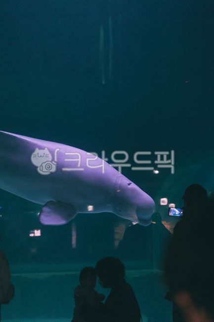 여름,수족관,돌고래,벨루가,해양생물,아쿠아리움,가을,물,water,동물,바다