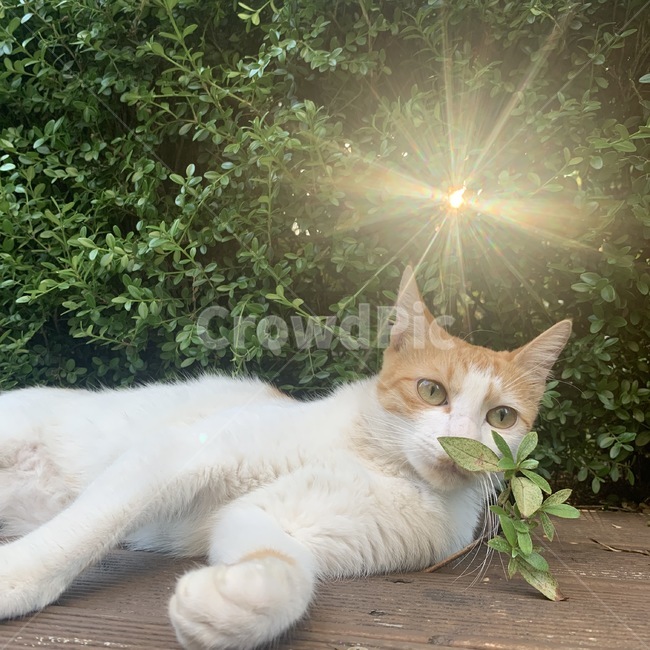 pet,동물,cat,고양이,animal,햇빛,풀,자연,동물,animal,포유류,mammal,고양이,cat,kitten,kitty