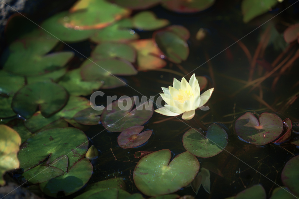 꽃,봄,자연,식물,Flower,식물,자연,plants,nature,꽃,flower