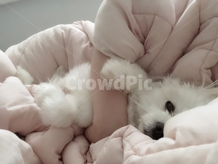 강아지,말티즈,강아지인형,하얀강아지,분홍이불
