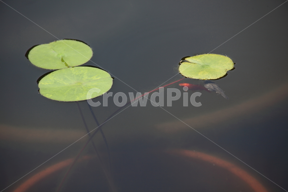 수련,수생식물,금붕어,올챙이,waterlily