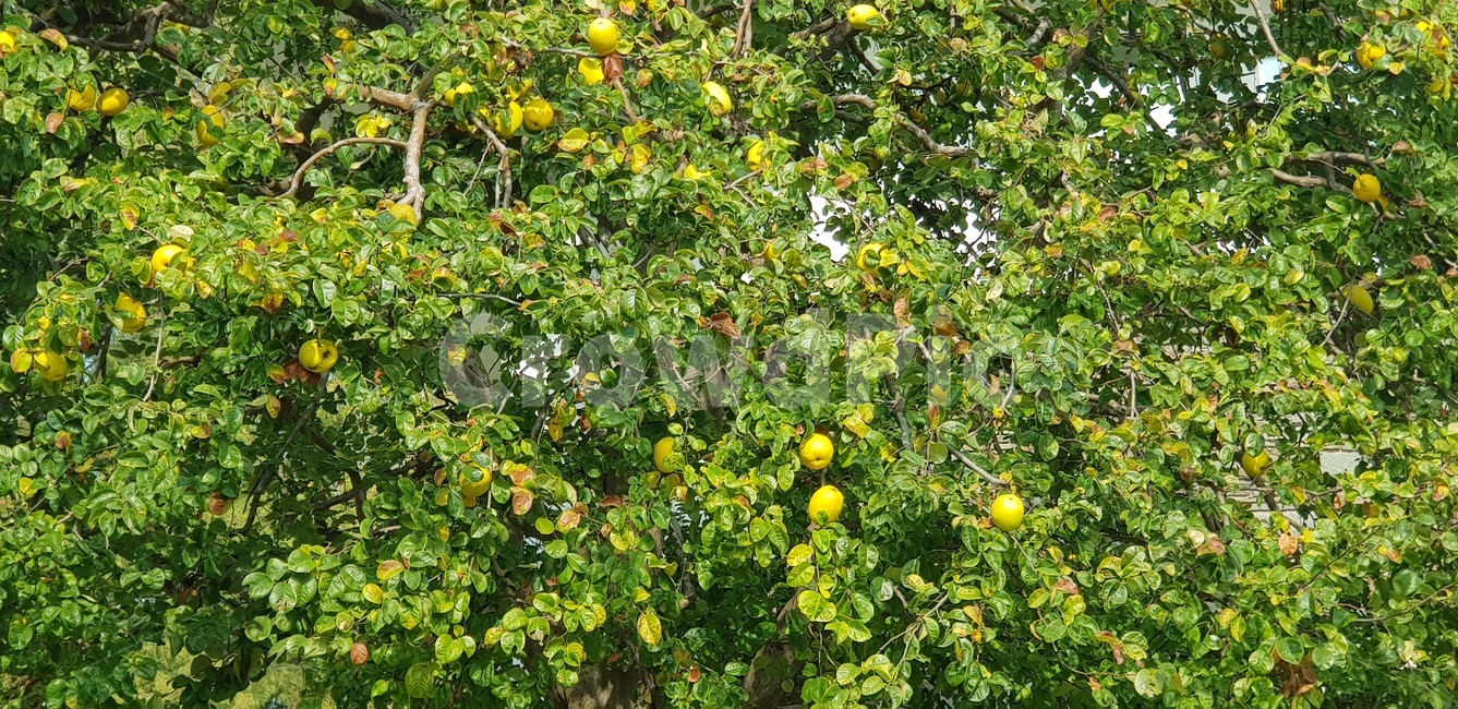 모과,모과나무,열매,초록,연두,잎사귀,초록잎,모과향,계절,과일과,fruit,food,citrusfruit,감귤류과일,plant,식물