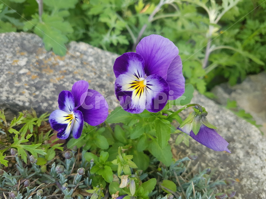 꽃,식물,flower,plant,blossom