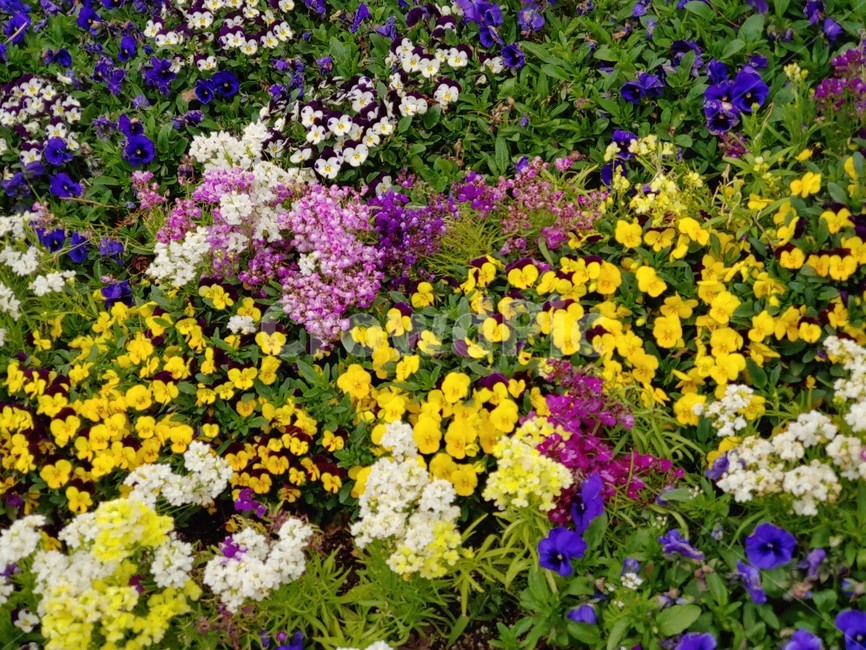 봄,꽃,정원,식물,공원