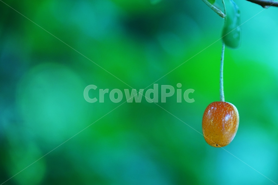 보리수열매,보리수나무,보리수,토종나무,열매,식물,자연,plants,nature,과일,열매,fruit