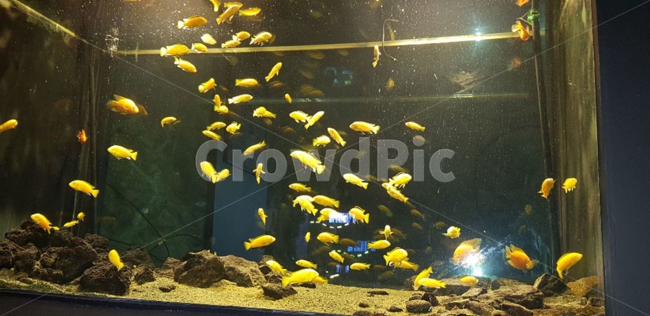 water,물,fish,물고기,animal,동물,어류,어항