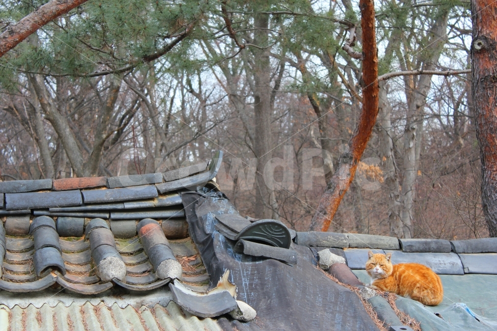 고양이,기와,지붕,처마,낮잠,오후,소나무,나른함,cat,한옥,동물,animal,한국전통,한국문화,korean traditional,korean culture,자연,풍경,nature,landscape,고양이,cat,kitten,kitty,포유류,mammal,roof