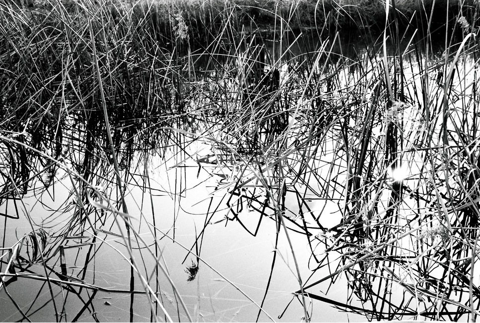 갈대,억새,물,습지,흑백,식물,자연,plants,nature,흑백,모노톤,monochrome,black and white