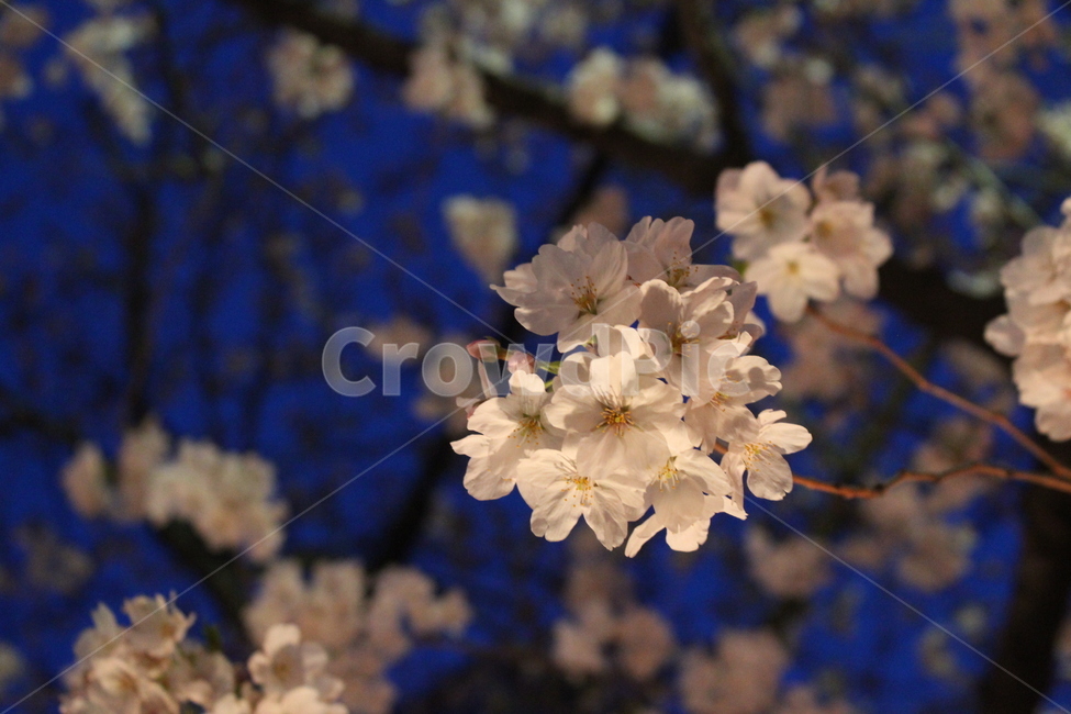 꽃,벚꽃,밤,감성,봄,flower,night,sakura,nature,감성사진,spring,여리여리,식물,자연,plants,nature,꽃,flower