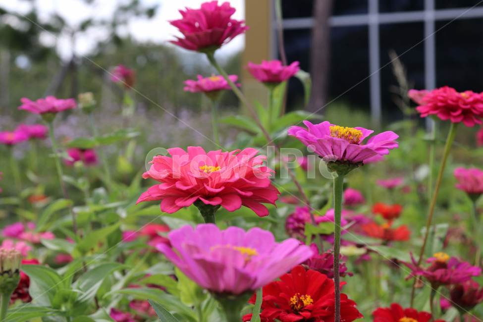 blossom,꽃,plant,식물,flower