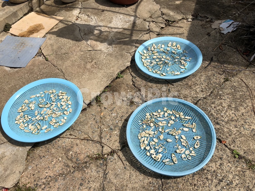 여주,말린여주,가을,말린,농가,풍경,농사,음식,식재료,요리,food,cook,meal,dishes,food reserves