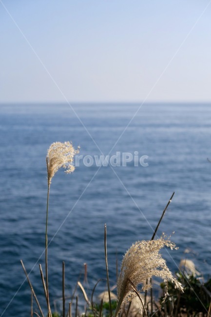 가을,갈대,자연,식물,계절,억세풀,가을풍경,풍경,가을,계절,fall,autumn,season,자연,풍경,nature,landscape,plant,grass,잔디