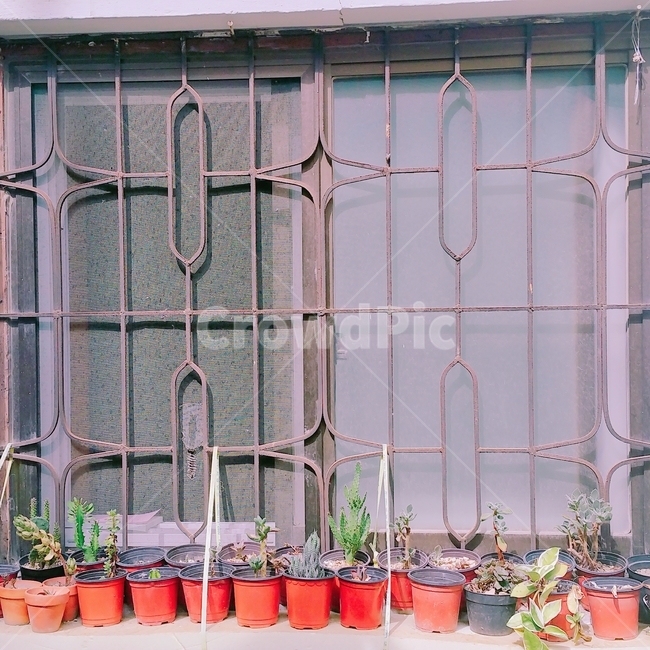 창문,화분,다육식물,방충망,식물,창,골조,허름,달동네,window,pot,plant,succulent