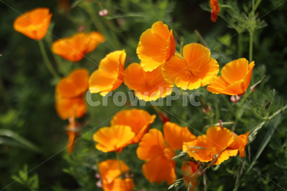 양귀비,빛,화려함,강렬함,고귀함,식물,자연,plants,nature,꽃,flower