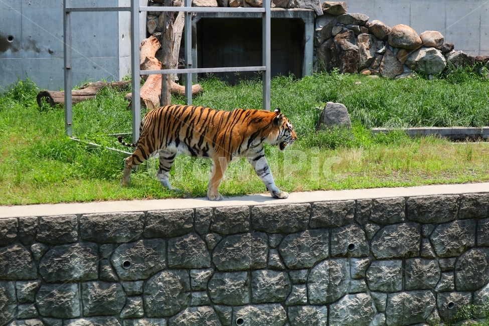 동물,동물원,호랑이,일본,animal,zoo,tiger,japan,동물,animal,포유류,mammal