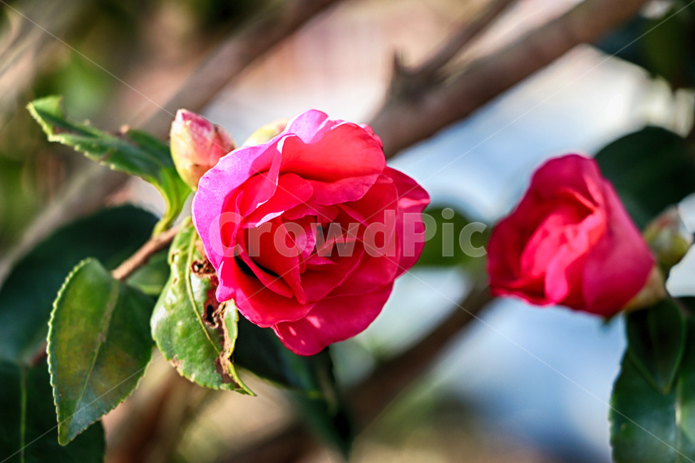 동백,동백꽃,빨간꽃,정원,붉은꽃,blossom,plant,식물,rose,flower,꽃,식물,자연,plants,nature,꽃,flower
