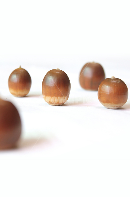 도토리,열매,가을,갈색,브라운,음식,식재료,자연,음식재료,붉은색,autumn,fall,acorn,brown,red,food,nature,흰배경,가을,계절,fall,autumn,season,음식,식재료,요리,food,cook,meal,dishes,food reserves,과일,열매,fruit,누끼,remove background,plant,식물