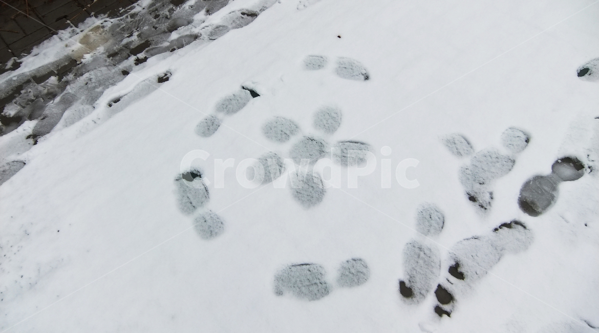 겨울,발자국,발자취,도로,눈,winter,footprint,step,cold