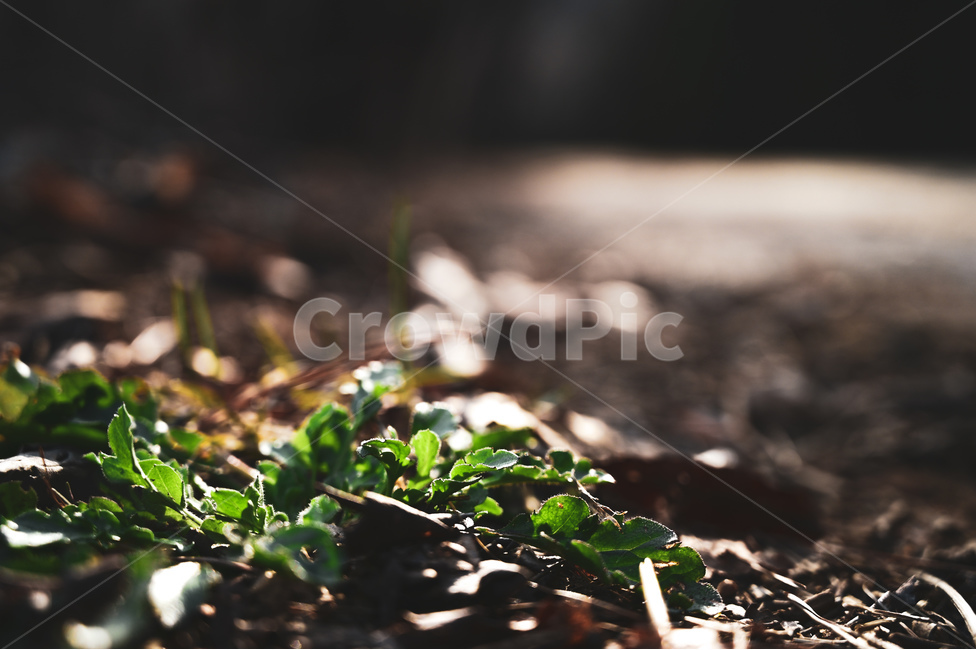 ground,바닥,plant,식물,봄,spring,햇살,sunbeam,아웃포커스,식물,자연,plants,nature