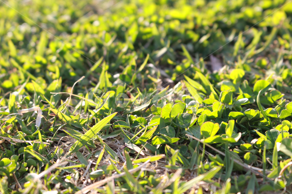 풀,잔디,식물,초록,자연,한강,봄,햇살,밝은,grass,plant,green,spring,sunshine,nature
