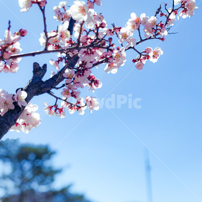봄,벚꽃,꽃,풍경,감성사진,핑크,분홍벚꽃,개화,꽃놀이,나들이,blossom,flower,cherryblossom,picnic