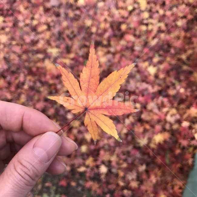 가을,나뭇잎,단풍잎,단풍나무잎,손,계절,여유,산책,식물,가을,계절,fall,autumn,season,식물,자연,plants,nature,사람,인물,인간,human,person,신체일부,몸,body,leaf,잎,plant,tree,나무