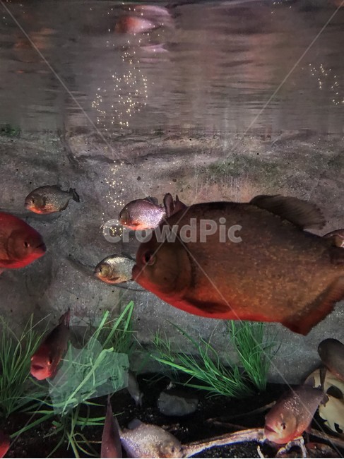 아쿠아리움,해파리,물고기,동물,수족관,물속,어류,색감,몽환적인,동물,animal,어류,물고기,fish