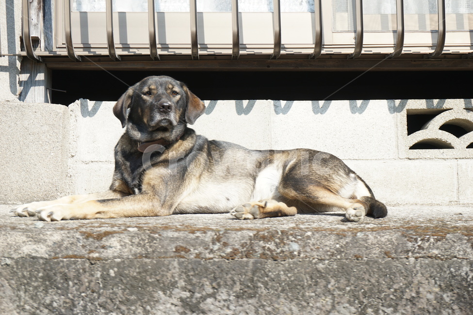 개,강아지,낮,여유,휴식,dog