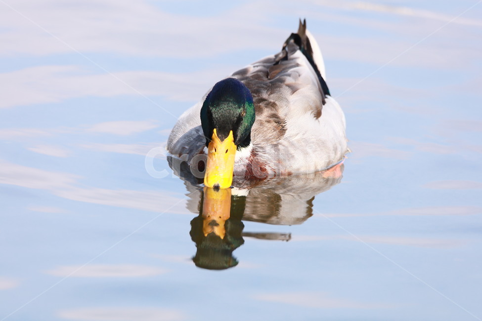 청둥오리,animal,동물,새,오리,동물,animal,조류,새,birds