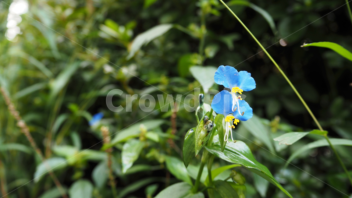 야생화,꽃,식물,wildflower,flower,plant,blossom,outdoor,야외,식물,자연,plants,nature,꽃,flower