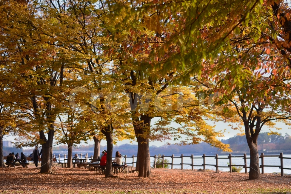 일산,호수공원,풍경사진,가을사진,단풍사진,가을,계절,fall,autumn,season,자연,풍경,nature,landscape,식물,plants,나무,trees,wood,tree,plant,tree trunk,나무 줄기