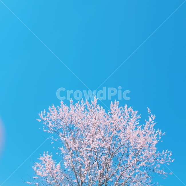 봄,벚꽃,벚꽃나무,봄과벚꽃,자연,봄,계절,spring,season,nature,outdoors,옥외,plant,식물
