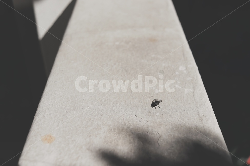 파리,곤충,혼자,한마리,fly,동물,animal,곤충,벌레,insect,bug