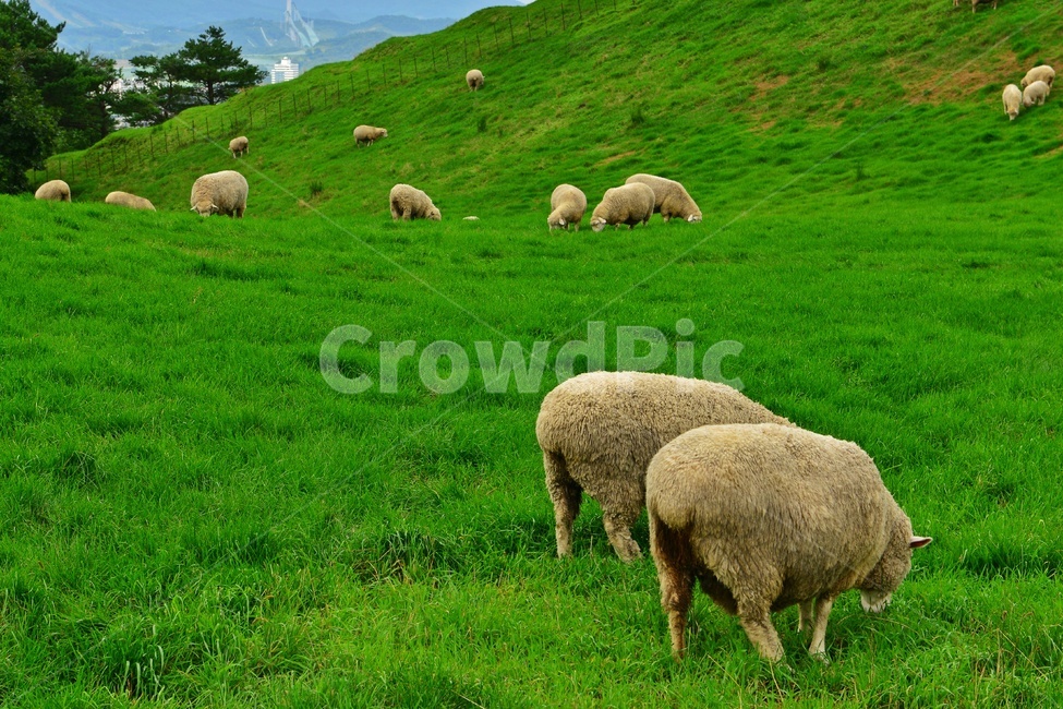 field,들,grassland,outdoors,옥외,nature,강원도,평창,대관령,양떼목장,자연,sheep,양,animal,동물,mammal,포유류,grazing,방목,farm,rural,농촌,meadow,목초지,ranch,농장,pasture,목장,경치,경관,풍경,구름,동물,animal,포유류,mammal,목축업,목장,livestock farming,ranching,pasture