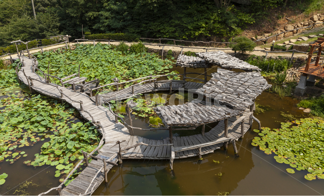 정원,산사,연꽃,호수,녹음,정자,화려한,소박한,배경,나무판,자연,풍경,nature,landscape,한국자연풍경,한국자연경관,korea nature landscape,water,물,outdoors,옥외