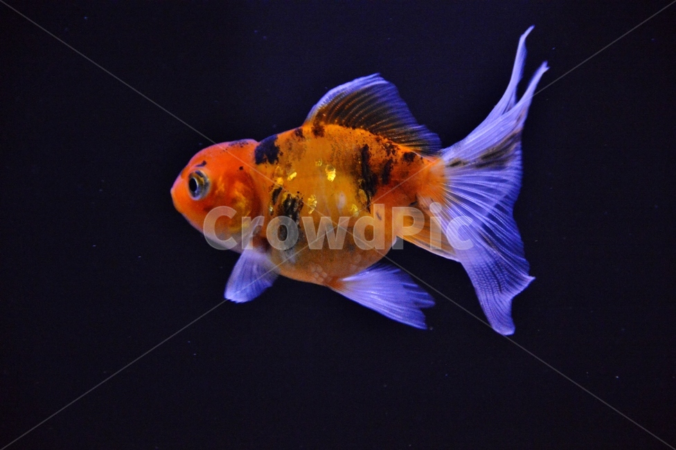 금붕어,goldfish,동물,animal,물고기,동물,animal,어류,물고기,fish