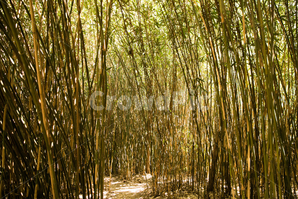 담양,나무,숲,대나무,대나무숲,자연,풍경,nature,landscape,plant,식물