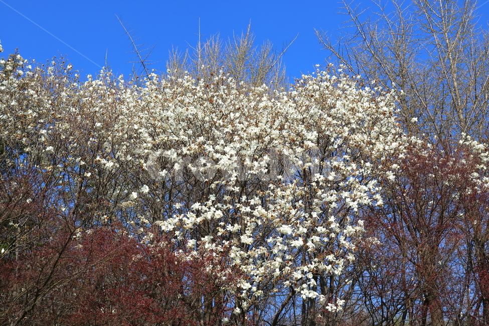목련,꽃,목련꽃,나무,식물,흰꽃,봄,자연,식물,자연,plants,nature,꽃,flower