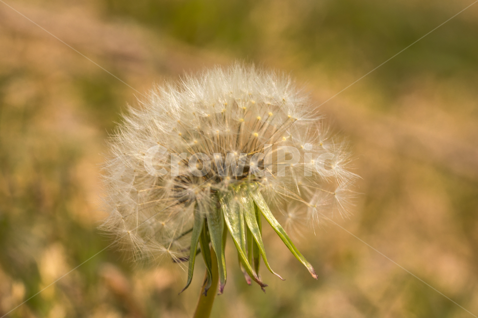 봄,꽃,계절,식물,민들레홀씨,접사,자연,배경,식물,자연,plants,nature,꽃,flower