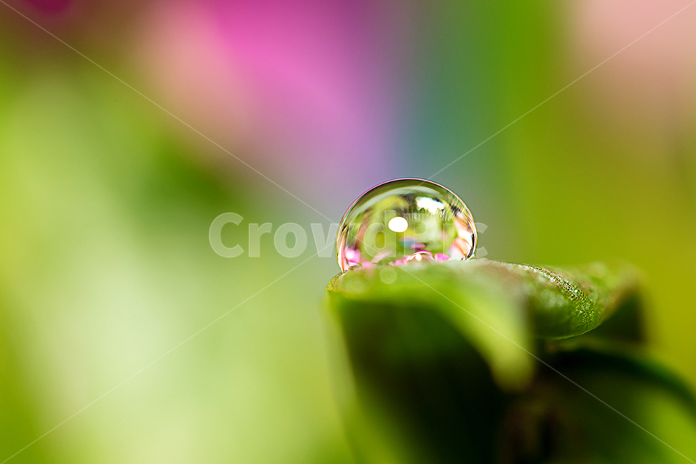water drop,closeup,water drop closeup,flower,Emotional photo